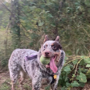 Meet your Posher, Barbara